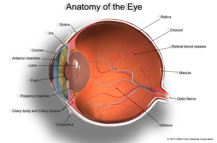 The Iris: Anatomy, Function, and Treatment
